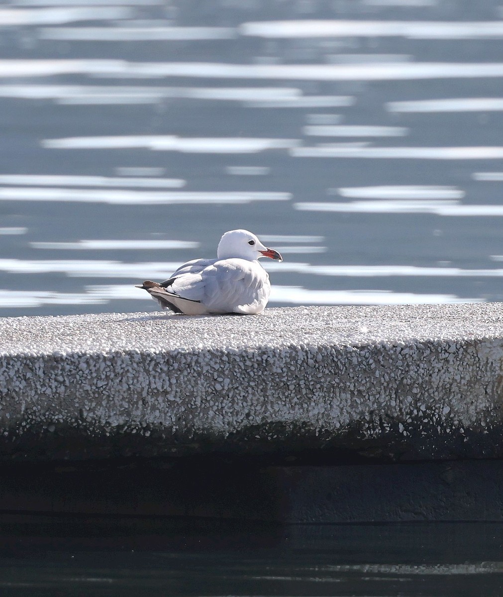 Audouin's Gull - ML641801931