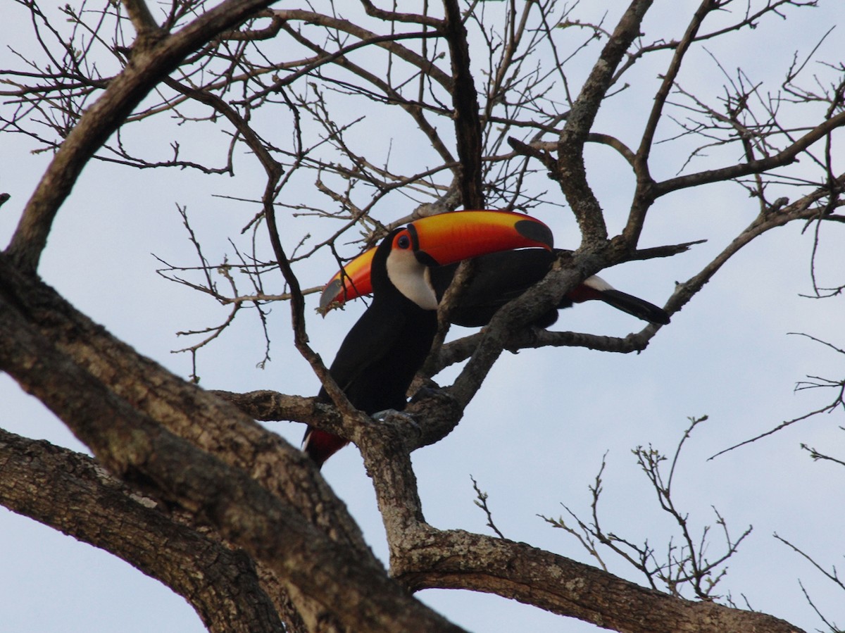 Toco Toucan - ML641801993