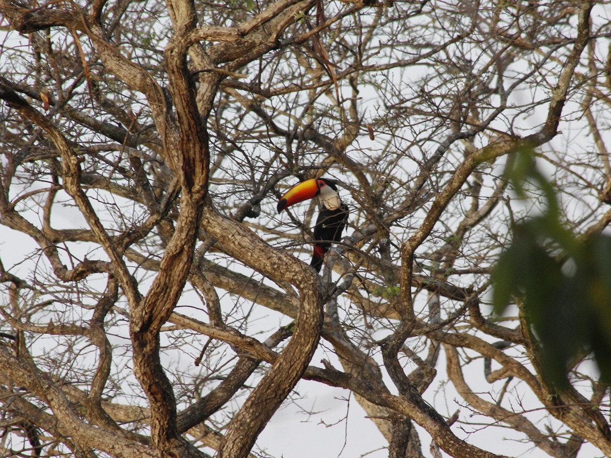 Toco Toucan - ML641801994