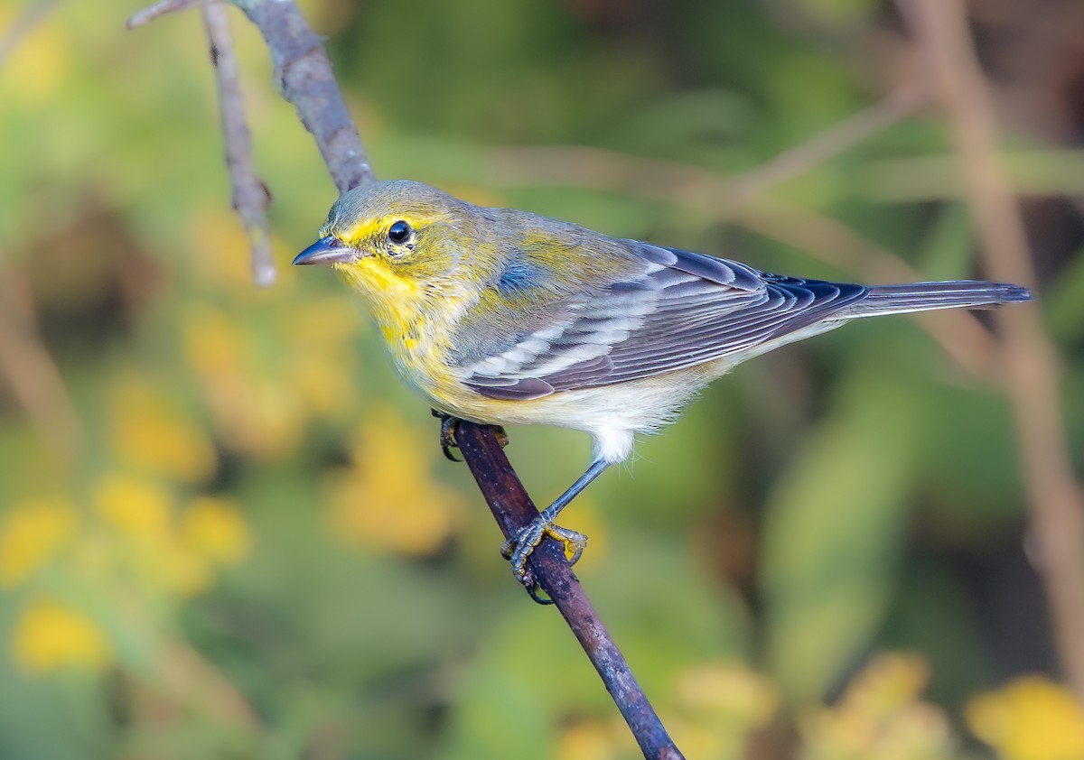 Pine Warbler - ML641802007
