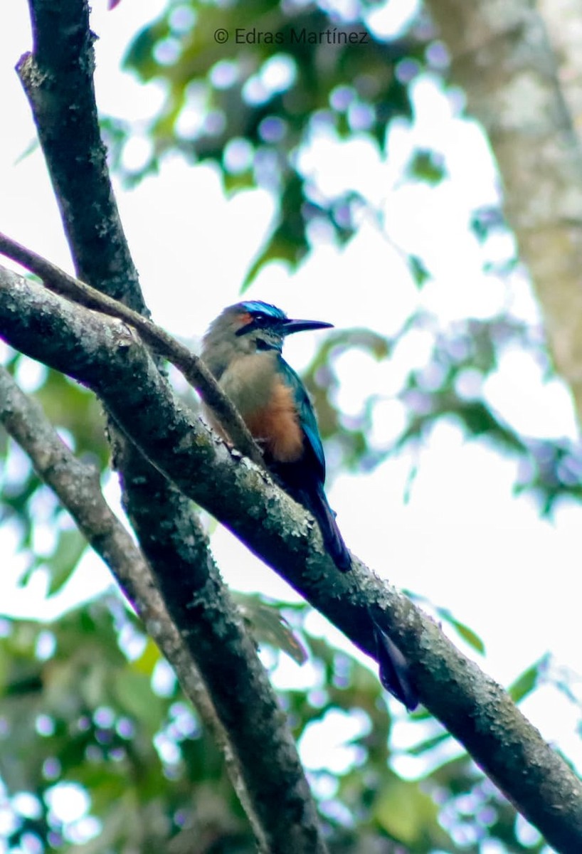 Turquoise-browed Motmot - ML641802010
