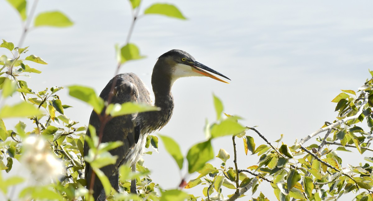 Great Blue Heron - ML641802012