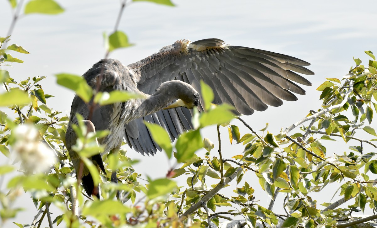 Great Blue Heron - ML641802013