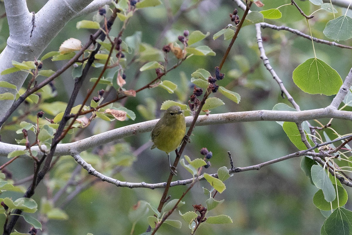 Orange-crowned Warbler - ML641802054
