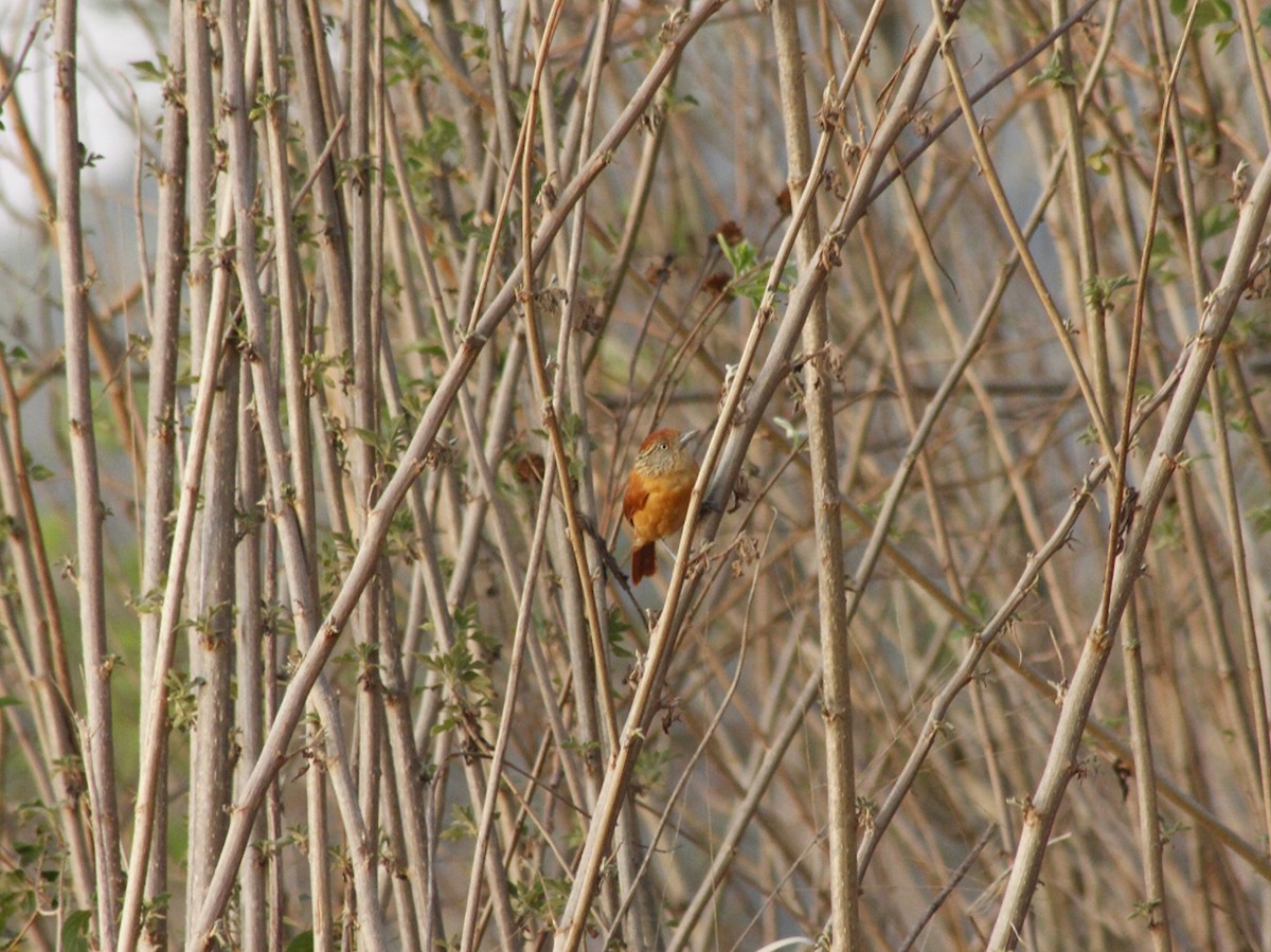 Barred Antshrike (Barred) - ML641802064