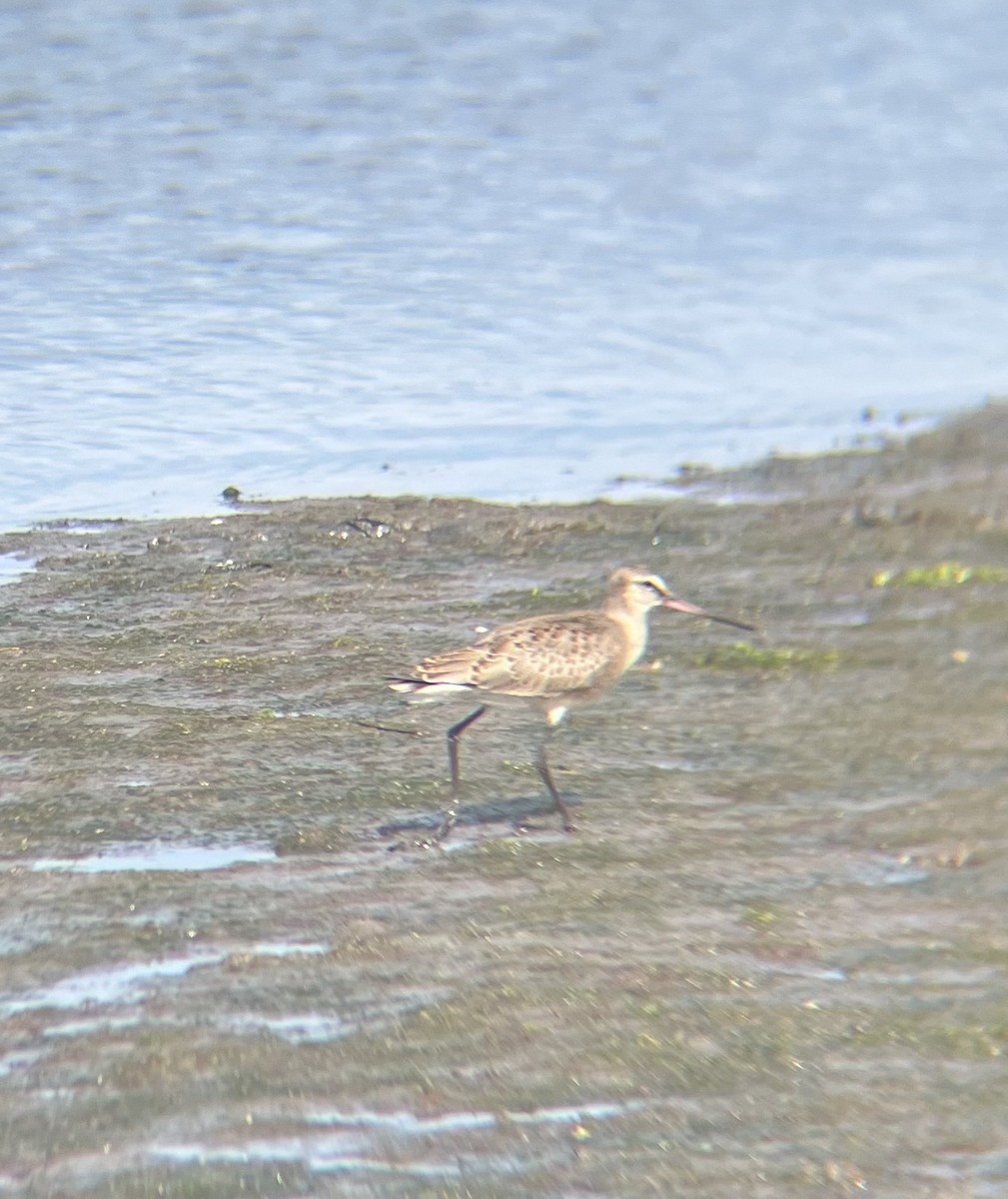 Hudsonian Godwit - ML641802078