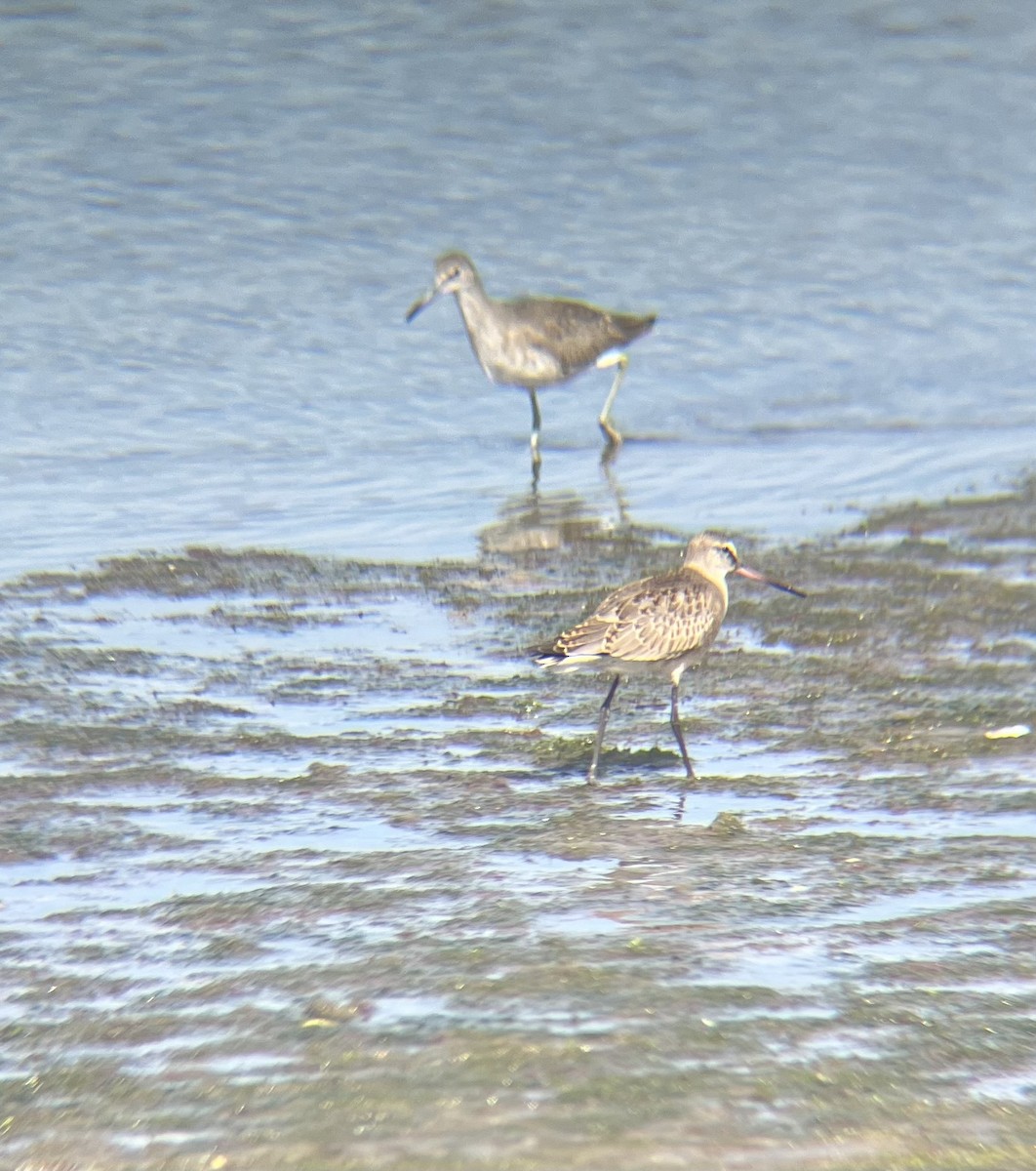 Hudsonian Godwit - ML641802079