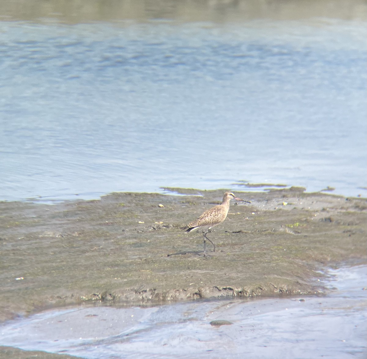 Hudsonian Godwit - ML641802080