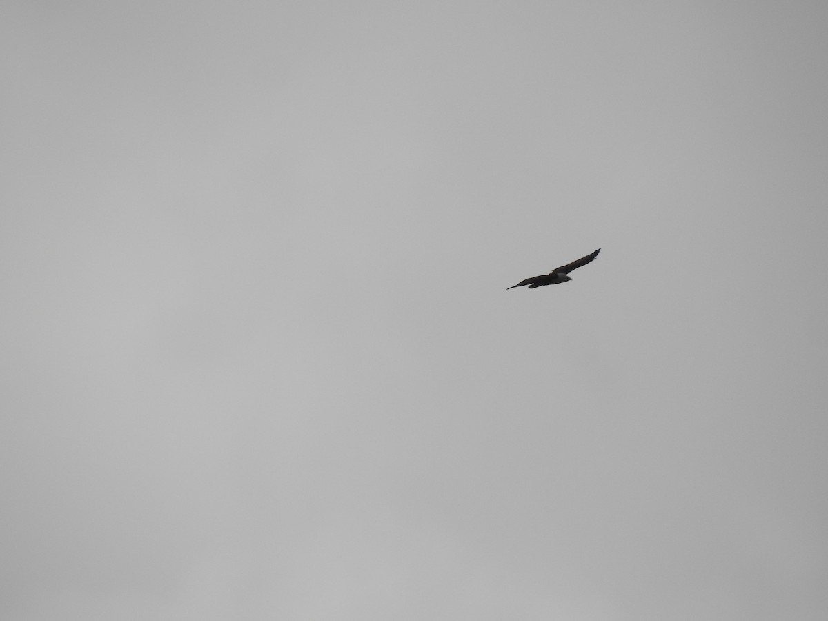 Brahminy Kite - ML641802083