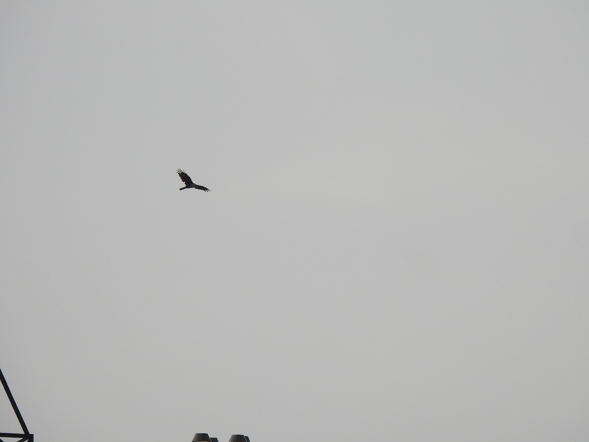 Brahminy Kite - ML641802084