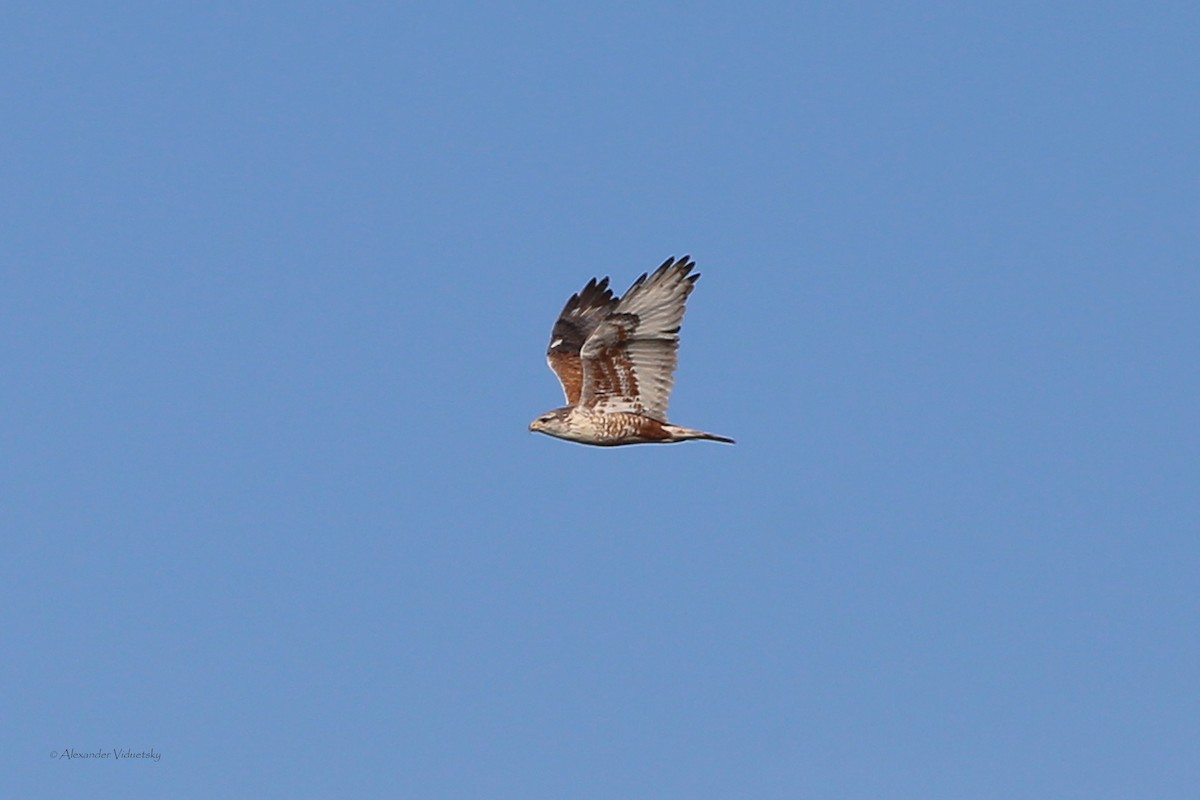 Ferruginous Hawk - ML641802087