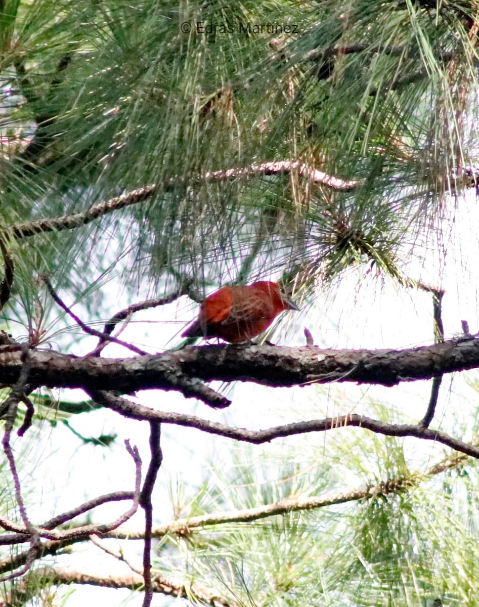 Hepatic Tanager - ML641802088