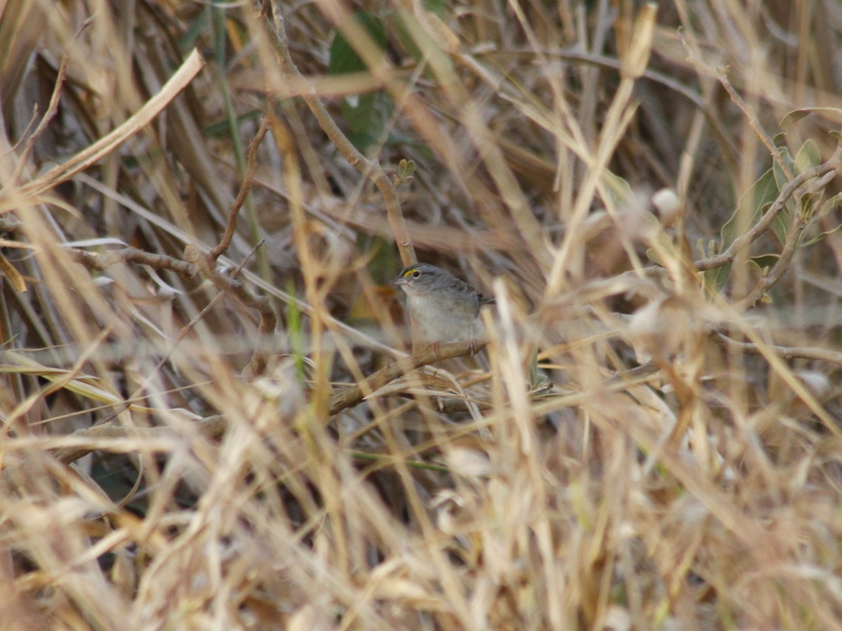 Grassland Sparrow - ML641802092