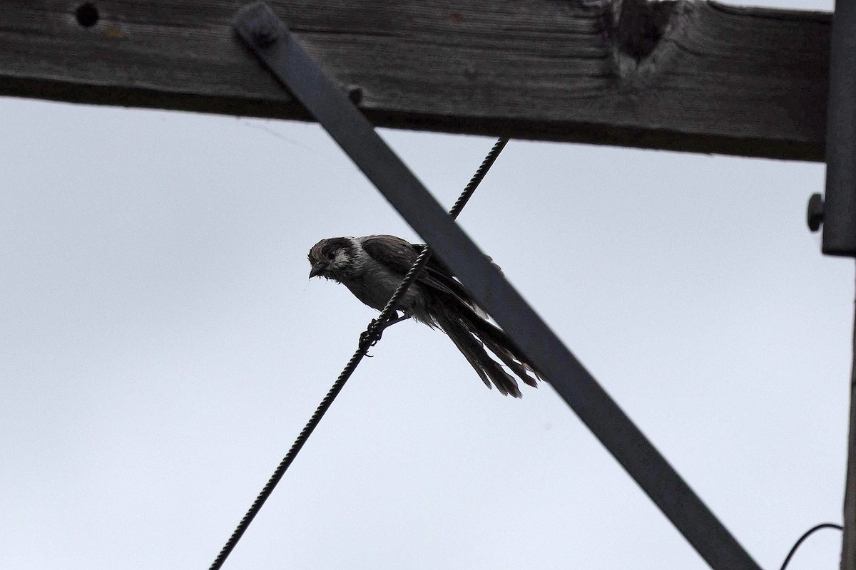 Canada Jay (Pacific) - ML641802109