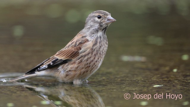 Eurasian Linnet - ML641802128