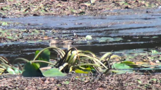 Blue-winged Teal - ML641802152