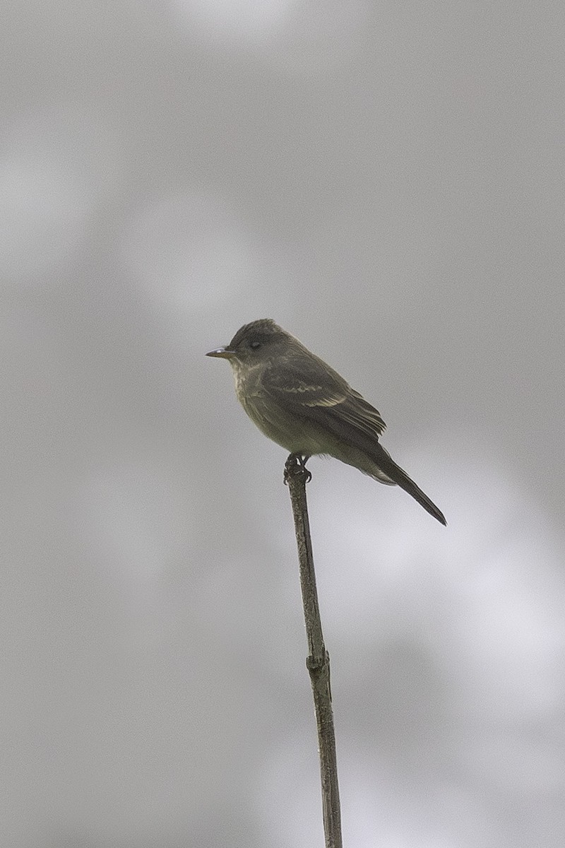 Western Wood-Pewee - ML641802213