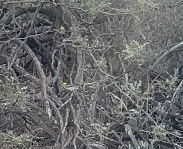 Hermit Warbler - ML641802218