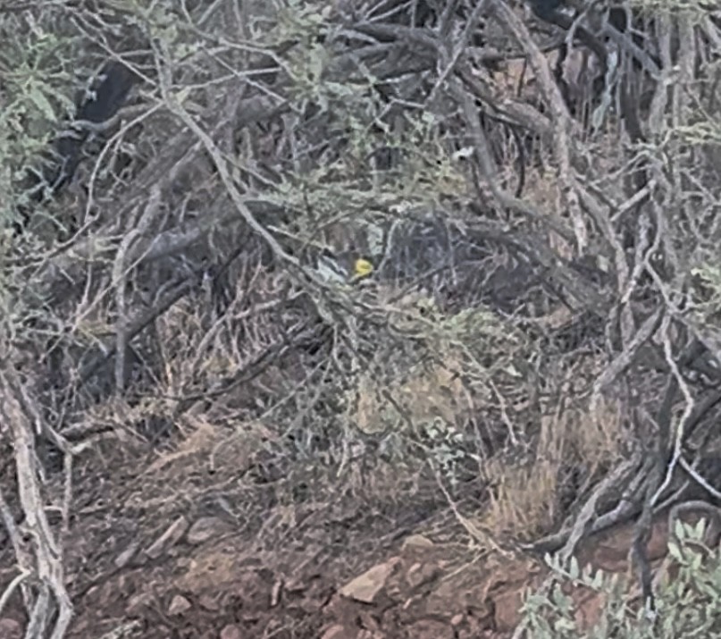 Hermit Warbler - ML641802219