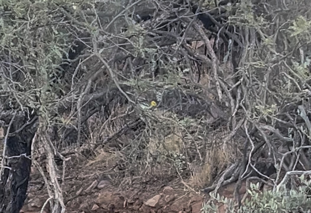 Hermit Warbler - ML641802220