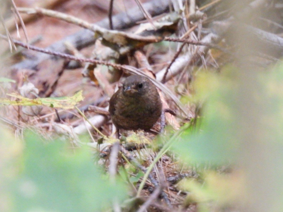 Troglodyte des forêts - ML641802233