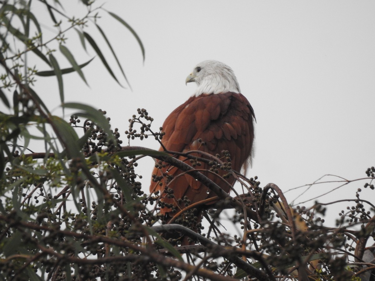 Brahminy Kite - ML641802236
