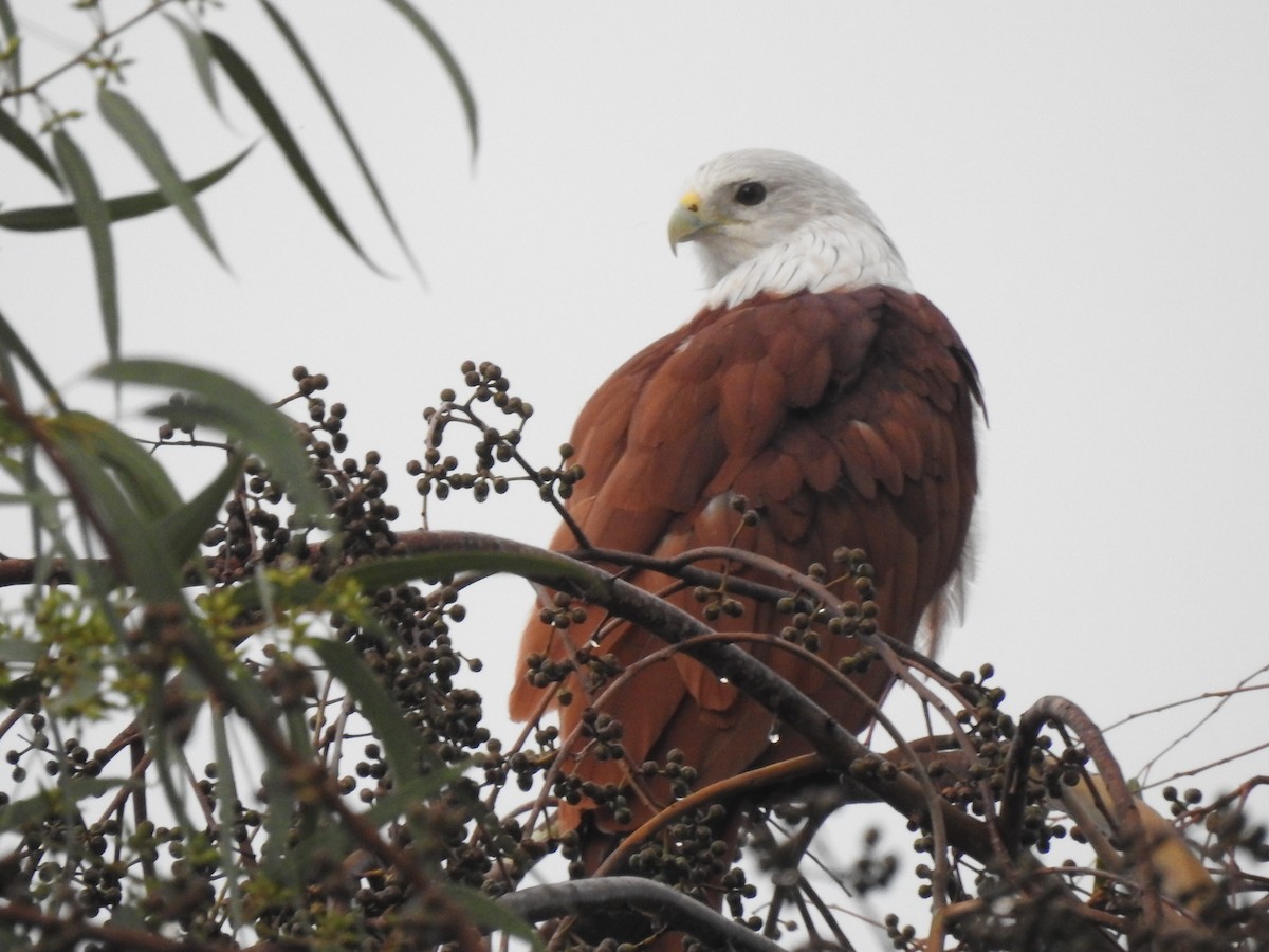 Brahminy Kite - ML641802237