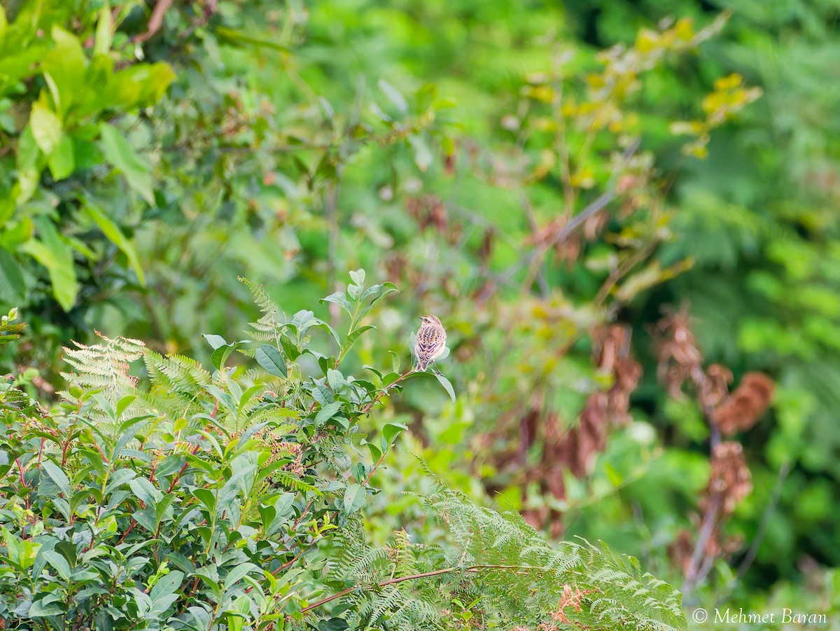 Whinchat - ML641802238