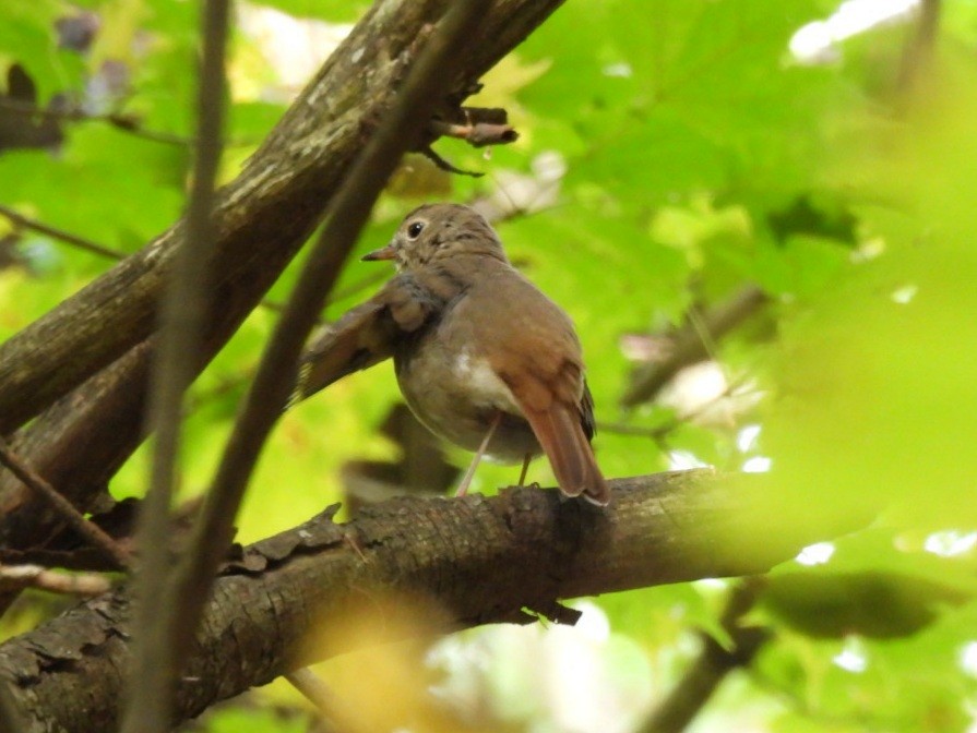 Hermit Thrush - ML641802262