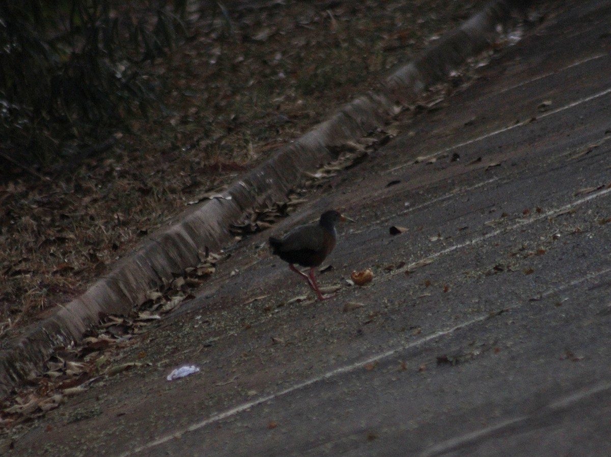 Gray-cowled Wood-Rail - ML641802273