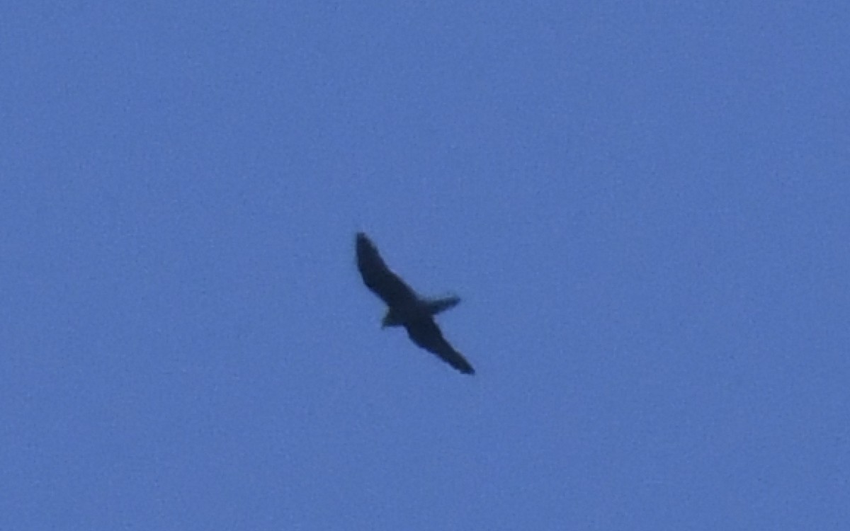 Алет - ML641802305