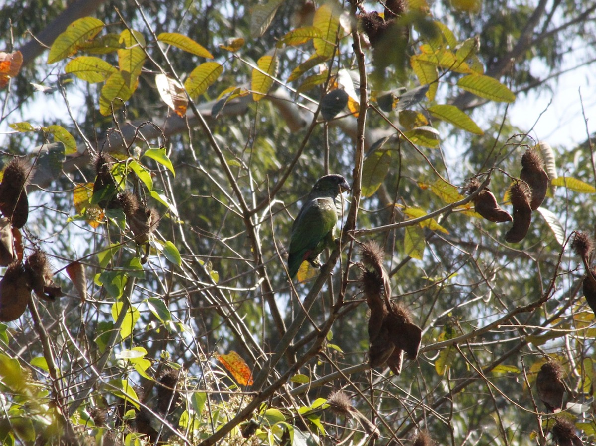Scaly-headed Parrot - ML641802378