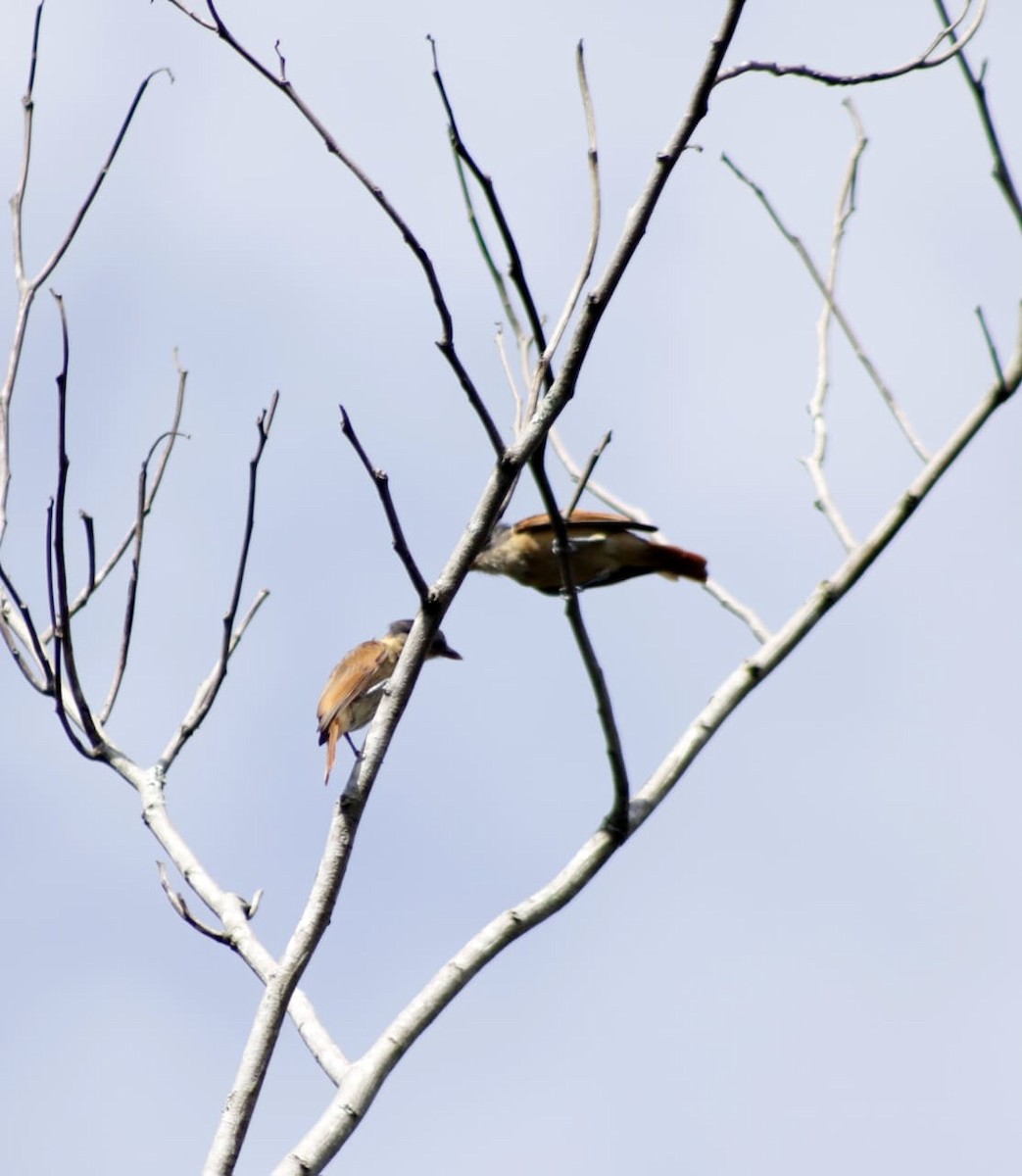 Rose-throated Becard - ML641802424