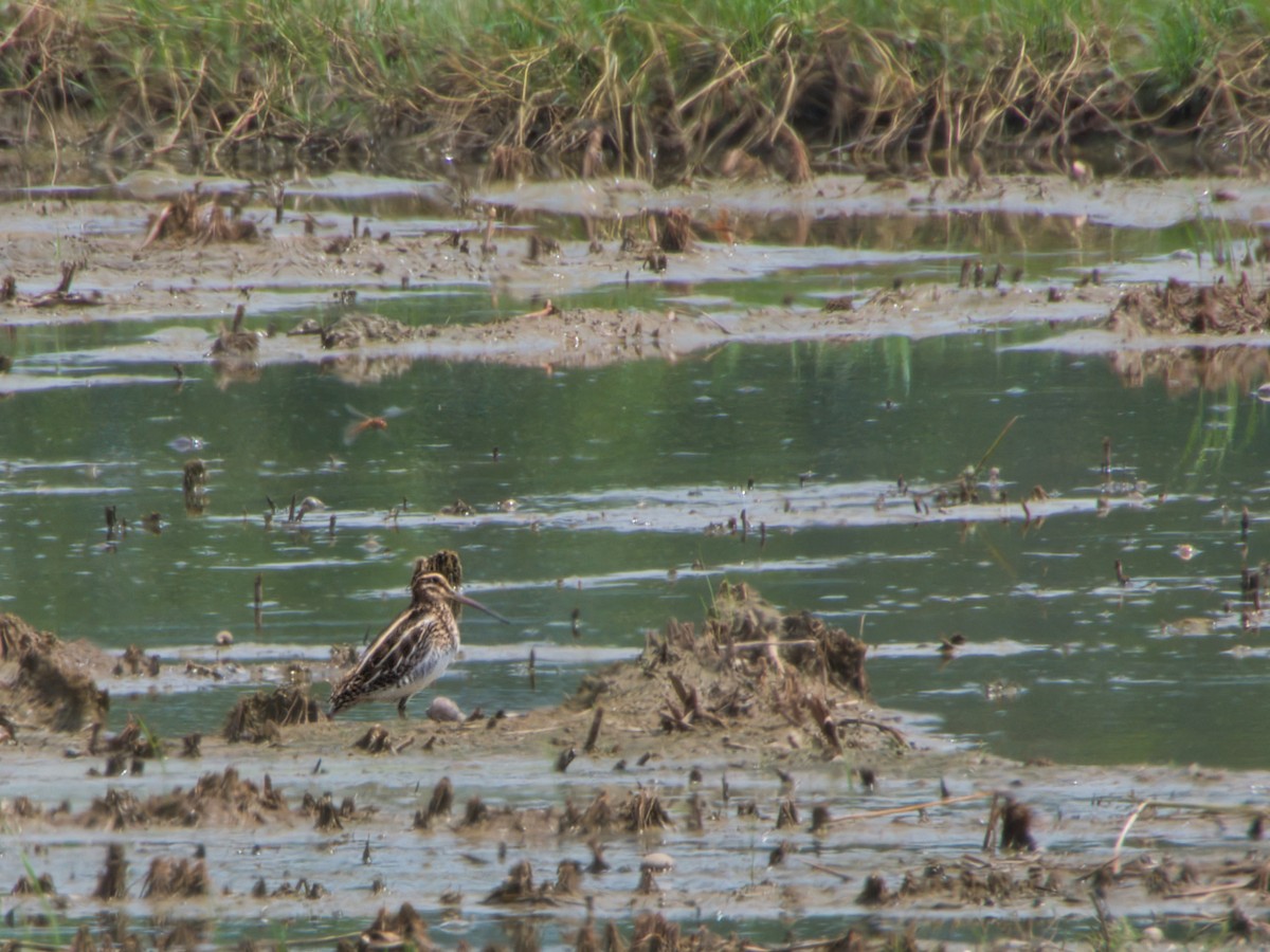 Common Snipe - ML641802475