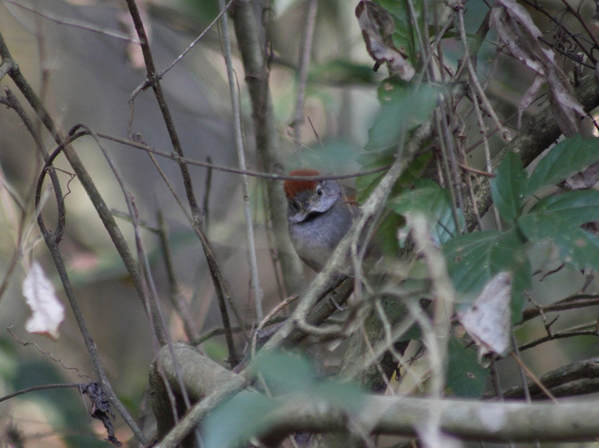 Sooty-fronted Spinetail - ML641802476