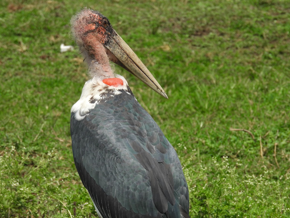 Marabou Stork - ML641802479