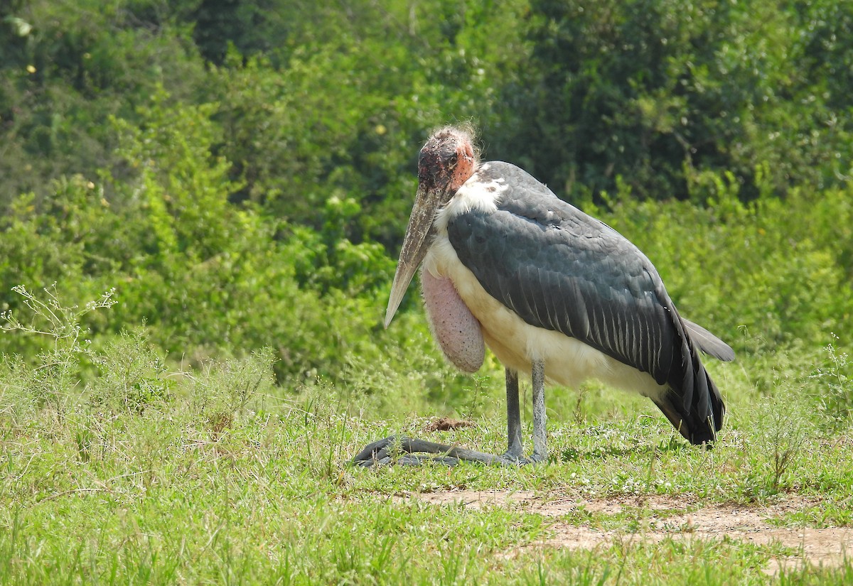 Marabou Stork - ML641802480