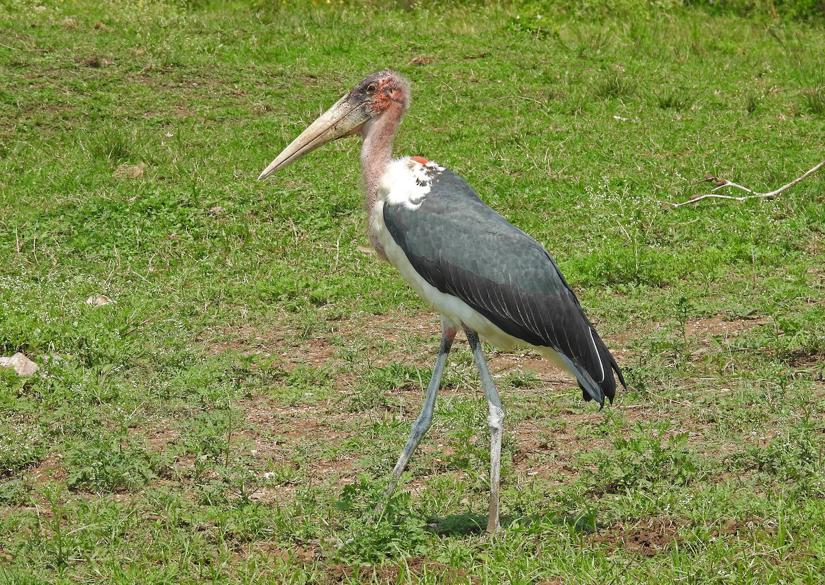 Marabou Stork - ML641802481