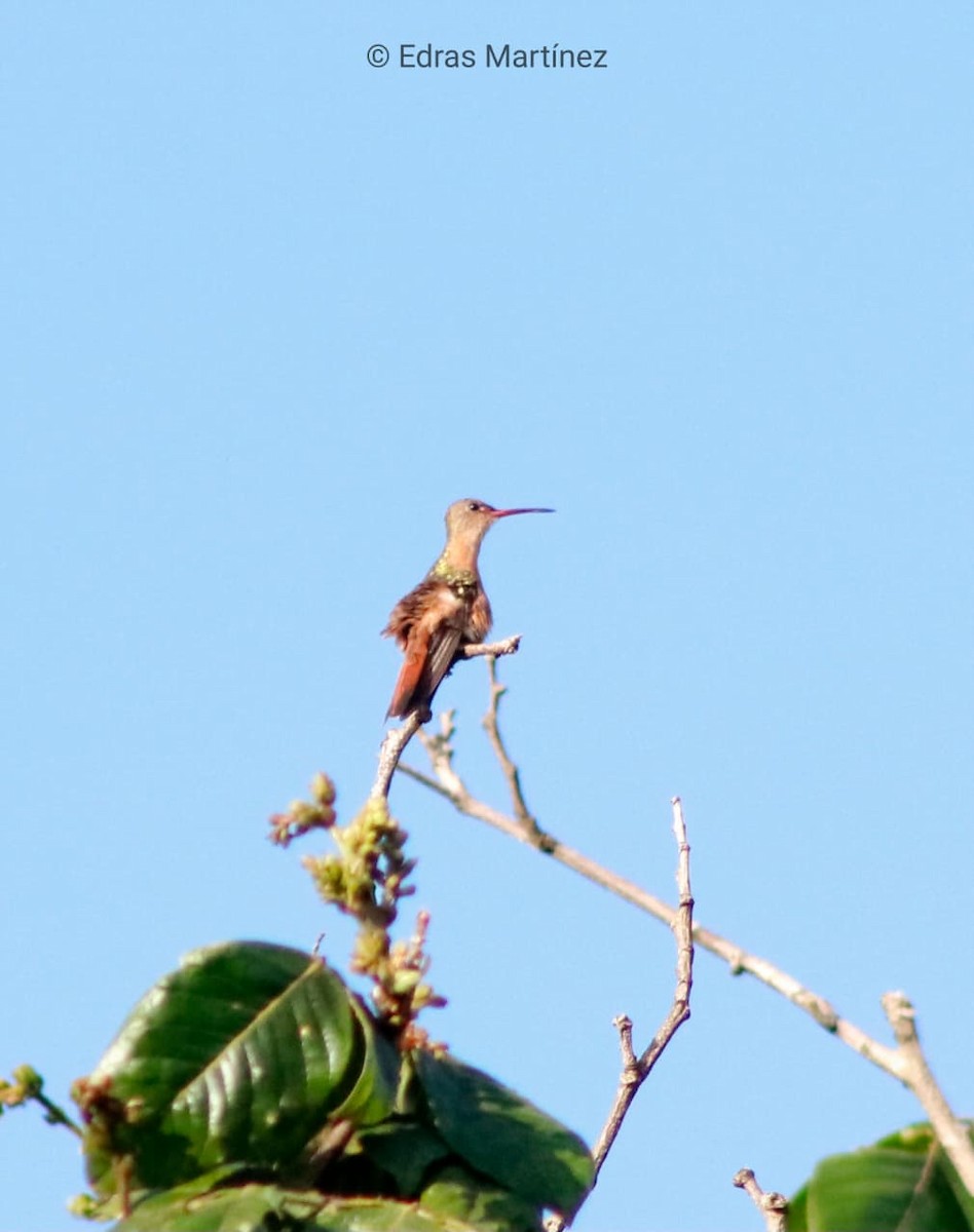 Cinnamon Hummingbird - ML641802496