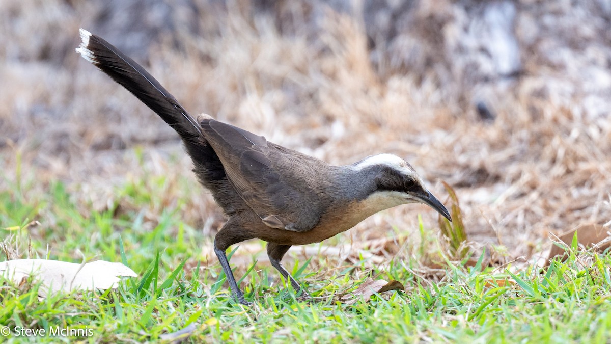 Gray-crowned Babbler - ML641802504