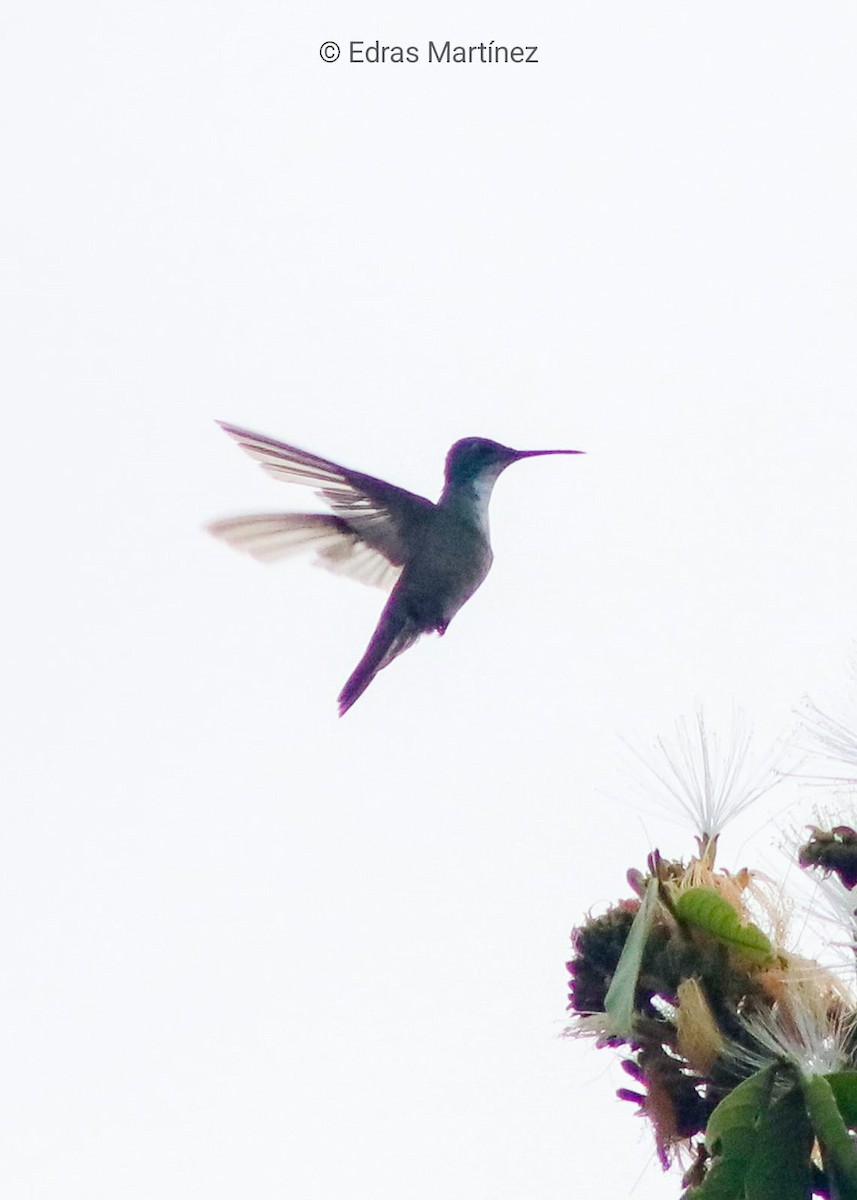 Azure-crowned Hummingbird - ML641802516