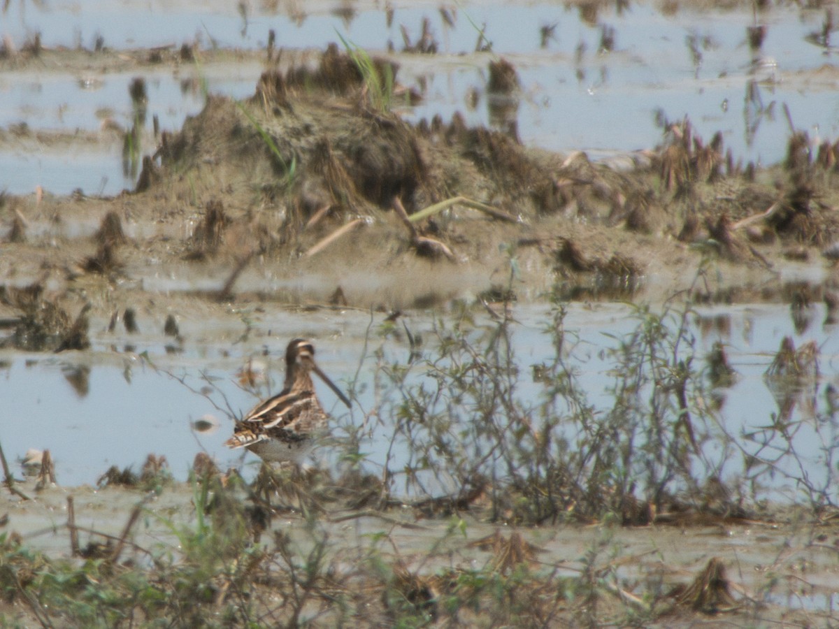 Common Snipe - ML641802537