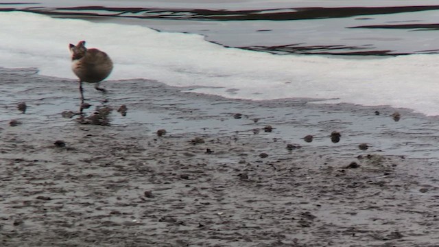 Least Sandpiper - ML641802543