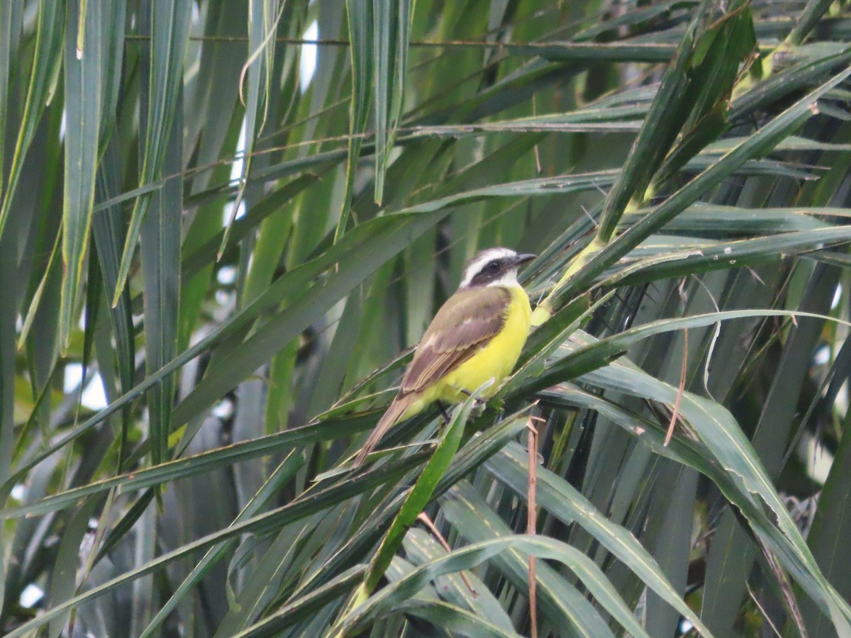 Social Flycatcher - ML641802569