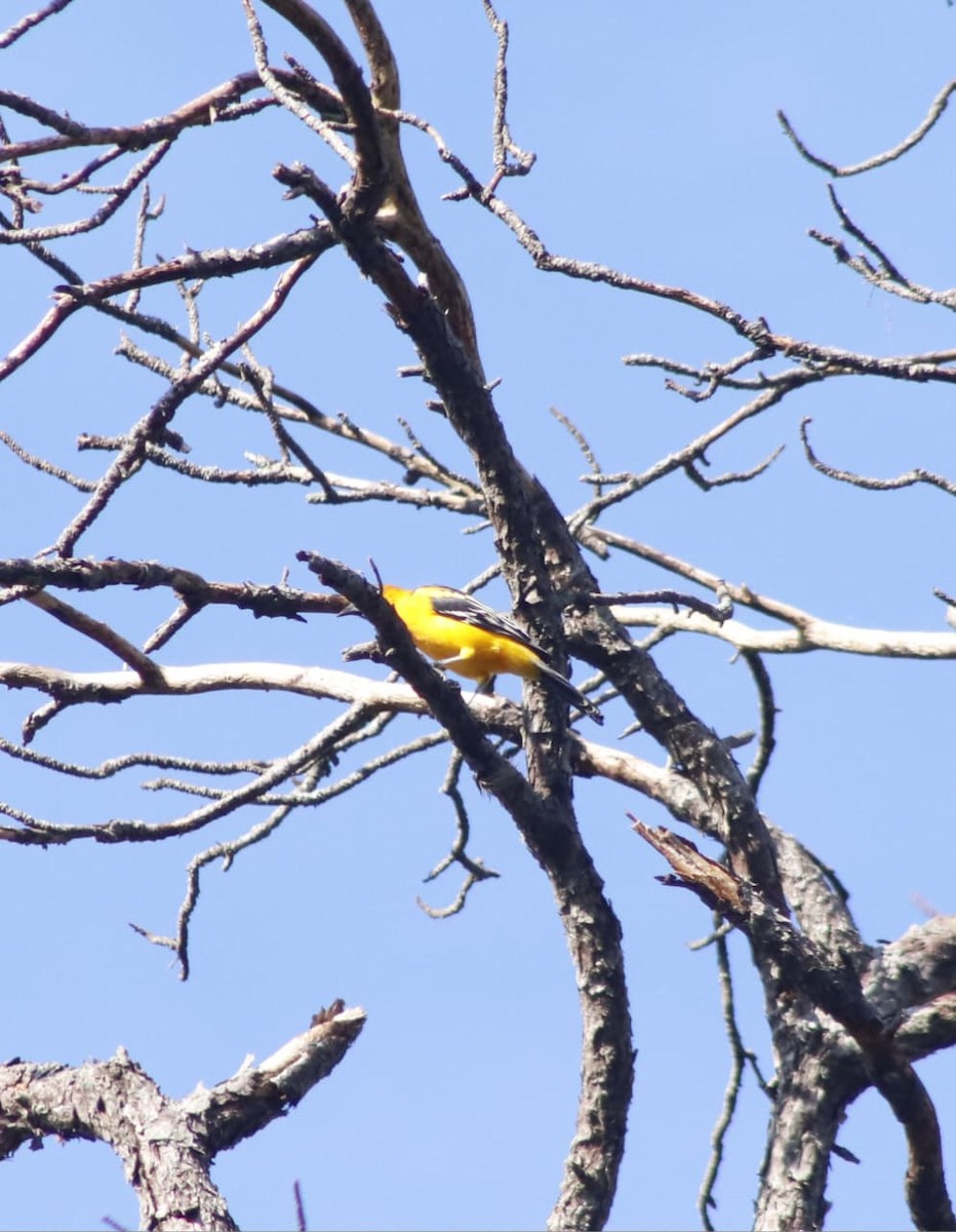 Streak-backed Oriole - ML641802570