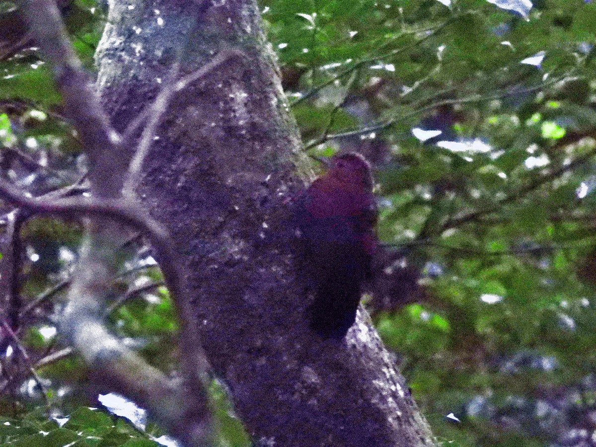 Rufous-breasted Leaftosser - ML641802575