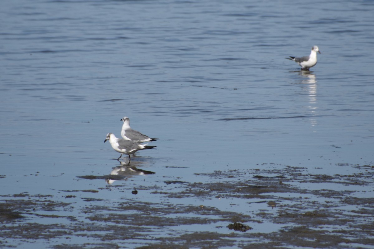 Laughing Gull - ML641802576