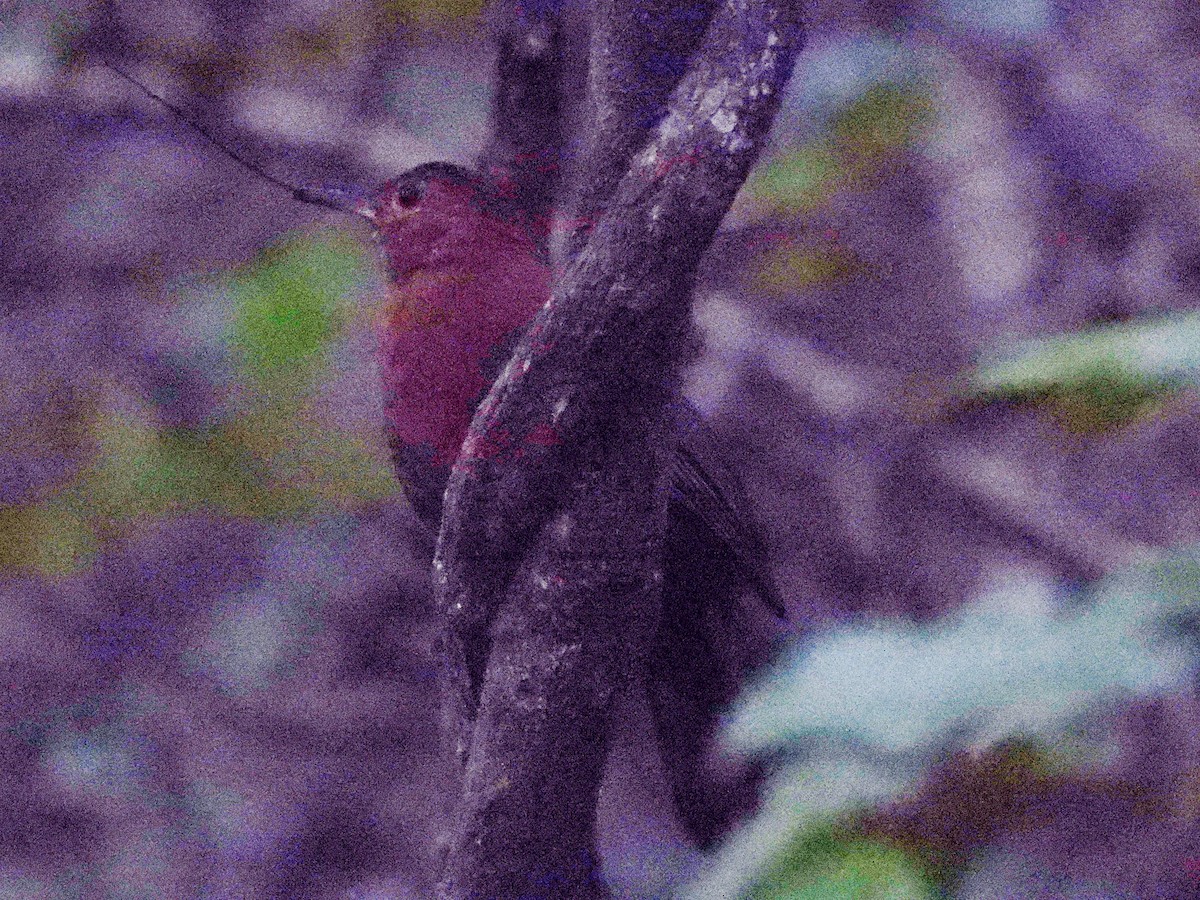 Rufous-breasted Leaftosser - ML641802580