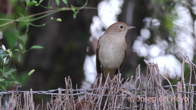 Common Nightingale - ML641802590