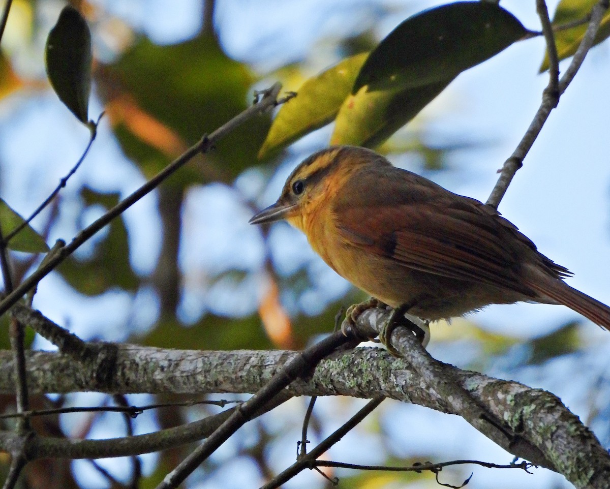 Ochre-breasted Foliage-gleaner - ML641802592